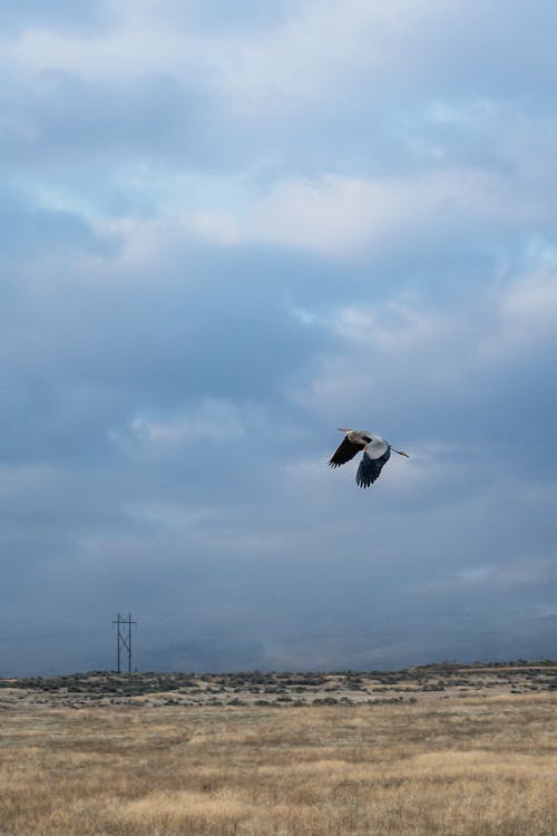 Wild heron flapping big wings while flying over dried grass against cloudy sky