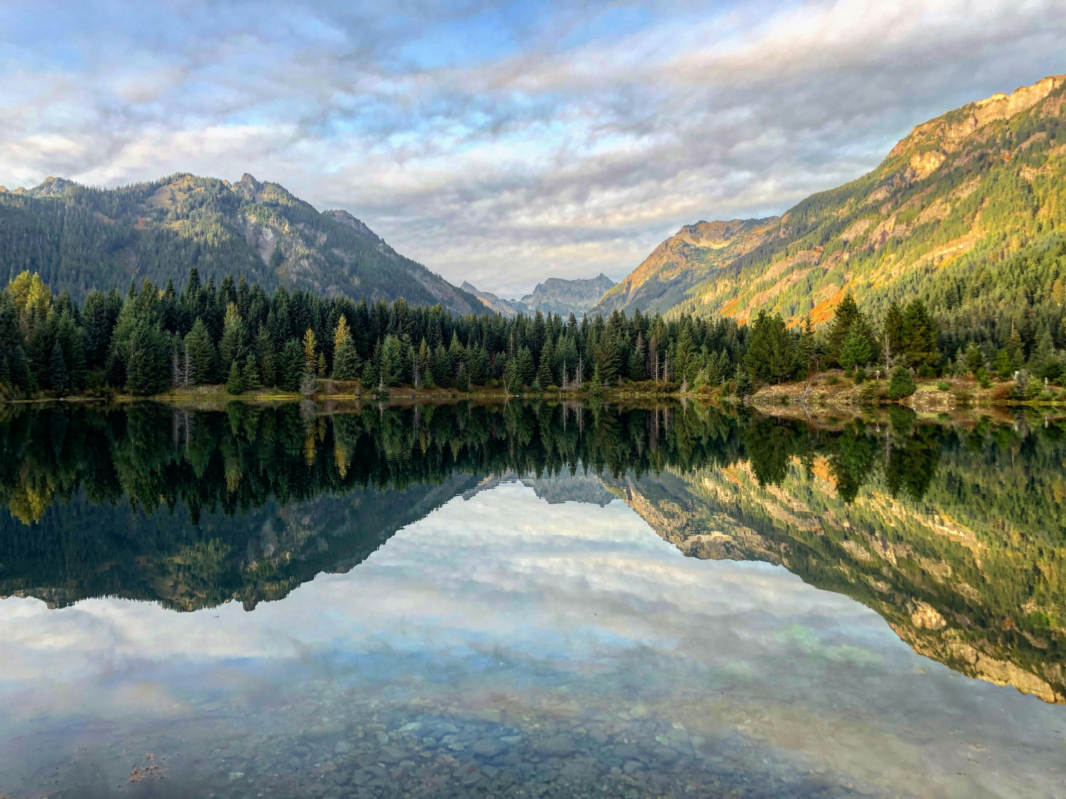 green trees near the lake