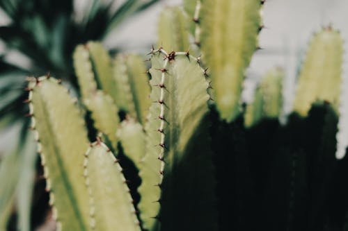 Close-Up Photo of a Spiky Cactus