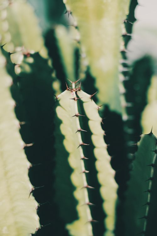 Free A detailed close-up of a cactus showing its sharp spines and rich green color, capturing the essence of desert flora. Stock Photo