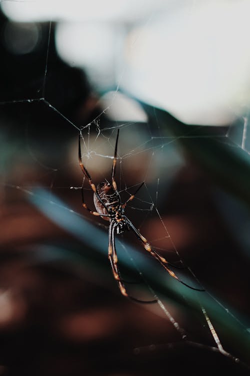 Gratis arkivbilde med dyrefotografering, edderkopp, edderkoppdyr