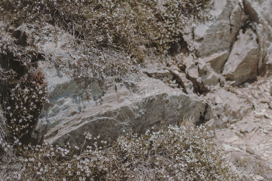 A rugged scene featuring rocks and wildflowers in Kosciuszko National Park, NSW, Australia.