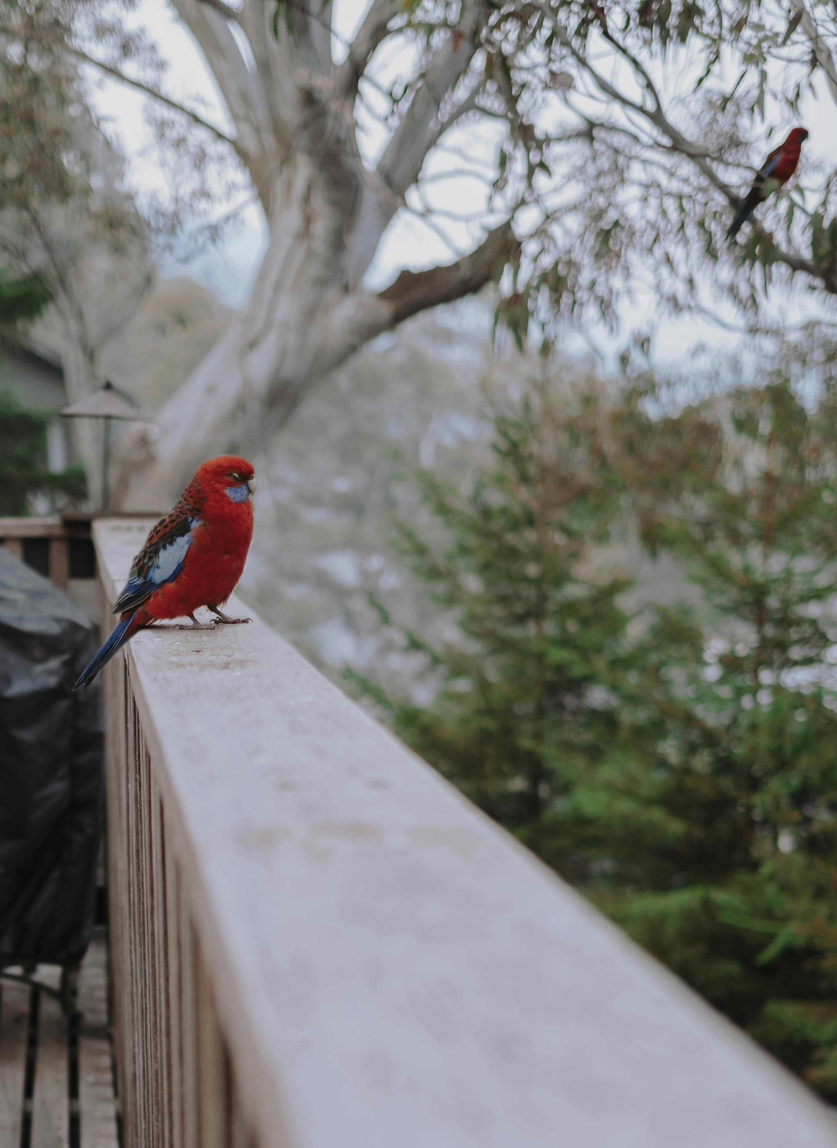 A striking red parrot perched on a wooden fence against a natural backdrop at Kosciuszko National Park, Australia.