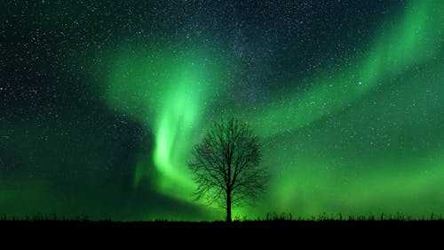 Silhouette of a Tree Under the Green Sky With Stars