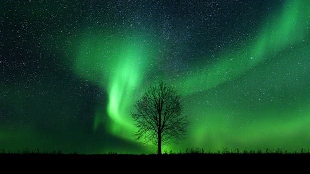 迷人的北极光在晚上照亮了一棵孤独的树