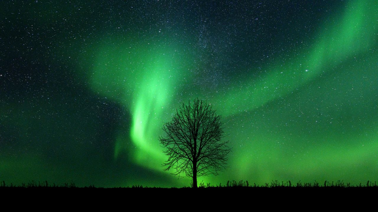 captivating view of the northern lights illuminating a solitary tree a