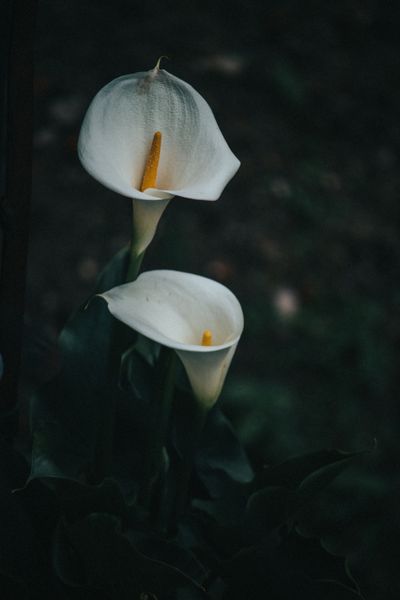 Weiße Calla-Lilien vor dunklem Blattgrün