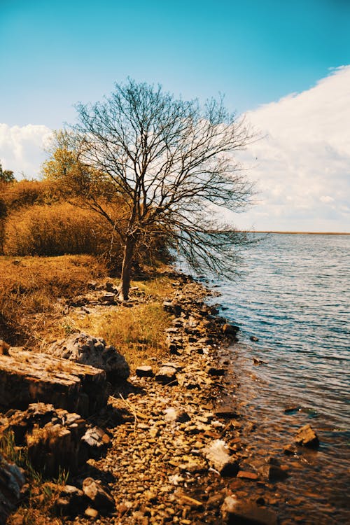 Бесплатное стоковое фото с берег моря, вертикальный выстрел, голое дерево