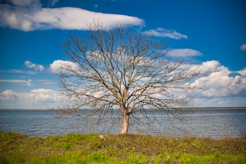 Základová fotografie zdarma na téma jezero, modrá obloha, osamělý