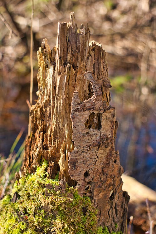 Darmowe zdjęcie z galerii z korzeń, las, stary