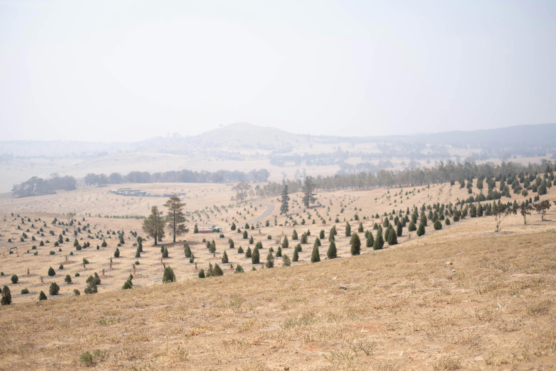 Vast Australian landscape with rows of young trees against a dry, earthy background.