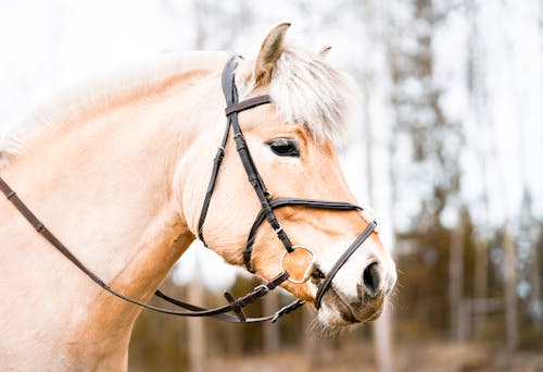 Side view of white horse muzzle with dark eye in bridle standing on blurred background of trees