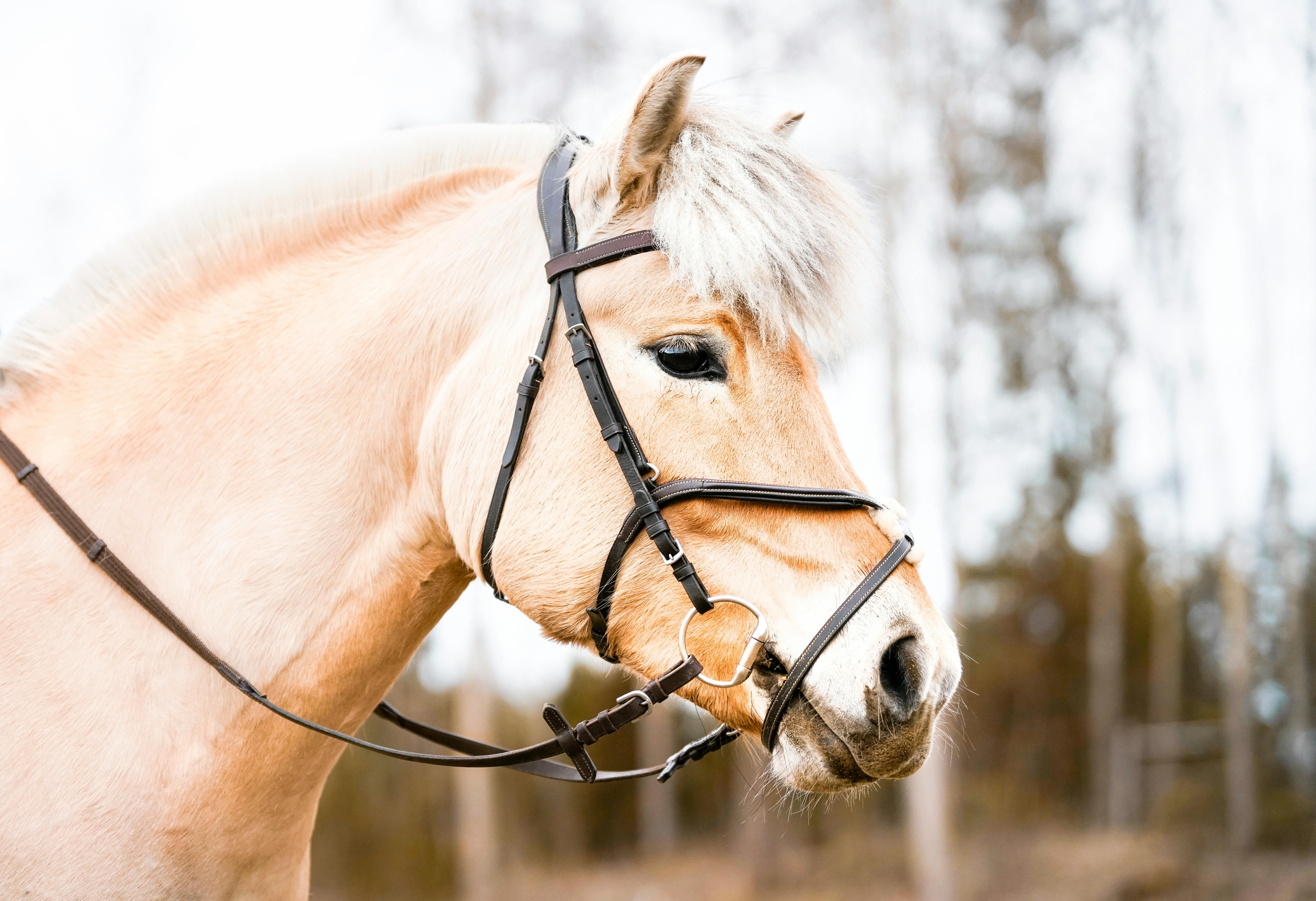 Purebred head of white horse in bridle · Free Stock Photo