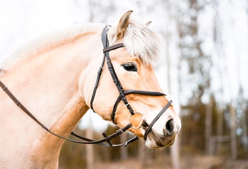 Free Side view of white horse muzzle with dark eye in bridle standing on blurred background of trees Stock Photo
