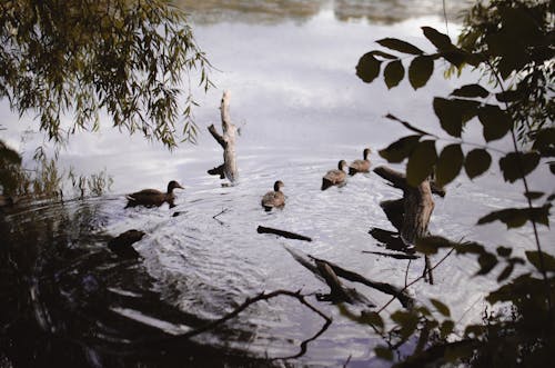 Flock of wild ducks swimming in calm water of lake surrounded by green bushes and reflecting gray cloudy sky in summer day