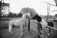 Black and white of pair of different purebred horses smelling each other over wooden barrier in paddock in autumn countryside