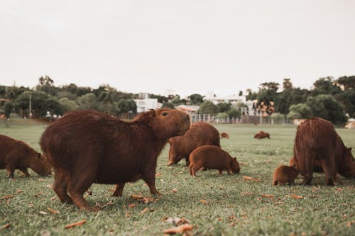 Darmowe zdjęcie z galerii z brazylia, fotografia zwierzęcia, kapibara