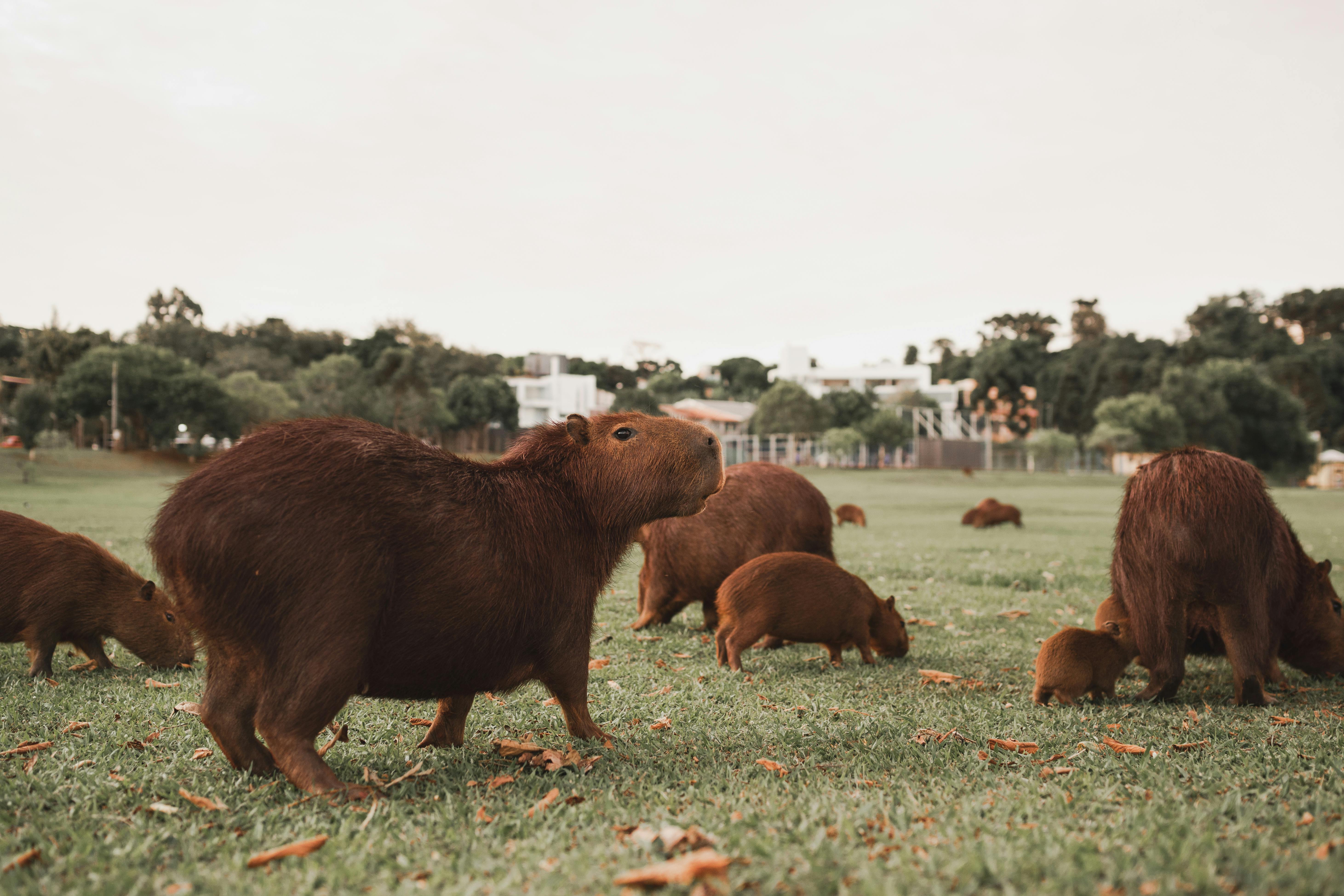 Fundo Rosto De Capivara De Perto Fundo, Capivara ♂ Rosto Frontal, Foto  Fotografia Hd, Olho Imagem de plano de fundo para download gratuito