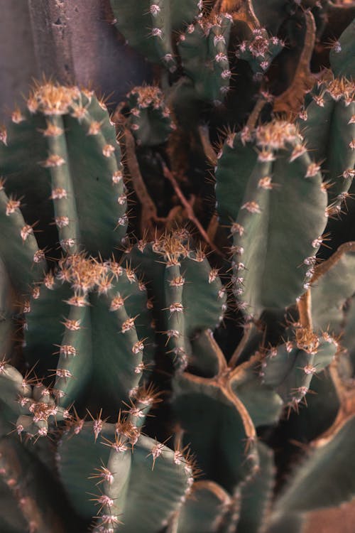 Darmowe zdjęcie z galerii z cacto, kaktus, kolce