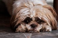 一只可爱的、蓬松的、神情悲伤的纯种中国宫廷犬，躺在大理石地板上，正望着镜头