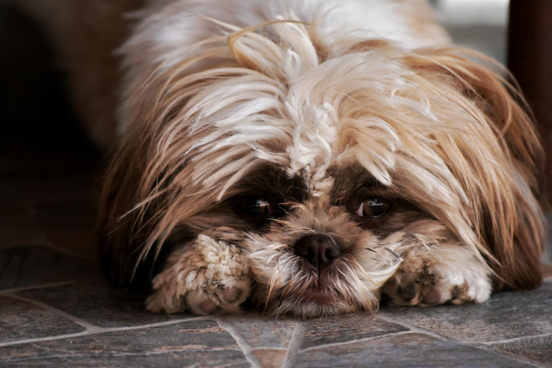 Gros plan d'un chien impérial chinois de race pure, mignon et moelleux, allongé sur un sol en marbre et regardant la caméra.