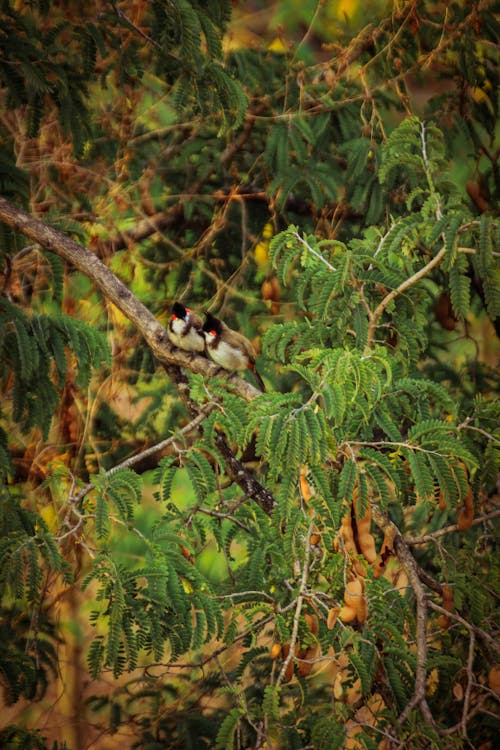 Pair of wild colorful titmouse birds sitting on green tree branch in forest