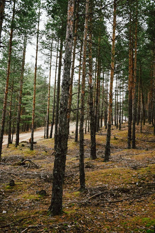 Ingyenes stockfotó erdő, földes út, magas fák témában