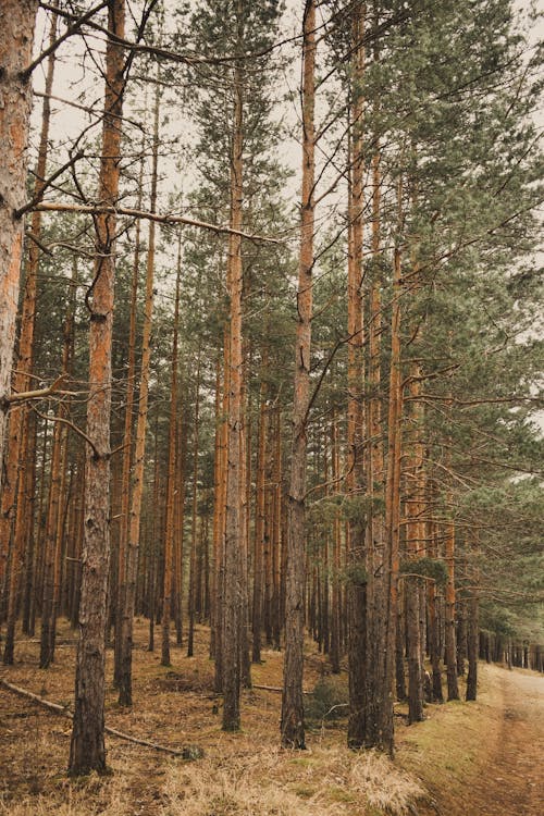 Foto profissional grátis de árvores, coníferas, floresta