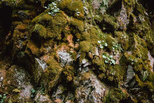 Безкоштовне стокове фото на тему «гірські скелі, зелений мох, моховитий»
