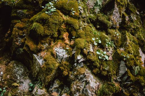 Free Vibrant green moss covering natural mountain rocks, creating a lush and serene nature scene. Stock Photo