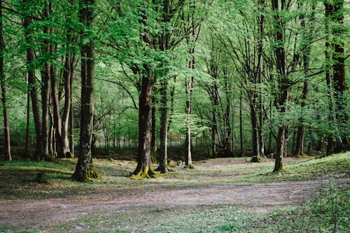 Beautiful Green Forest