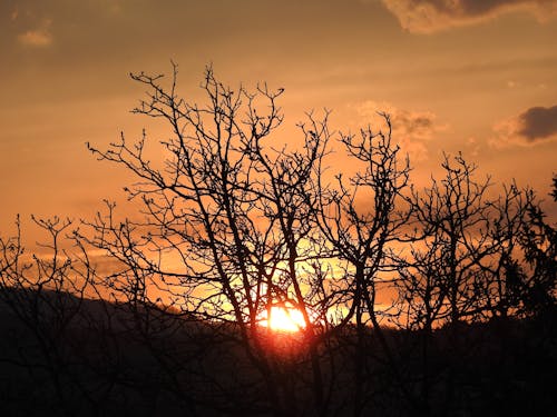 Kostnadsfri bild av skog, solnedgång, träd