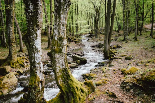 Photos gratuites de arbres, beauté dans la nature, bois