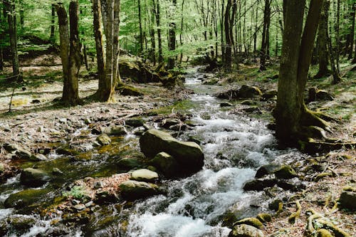 Gratis Immagine gratuita di acqua corrente, alberi, boschi Foto a disposizione