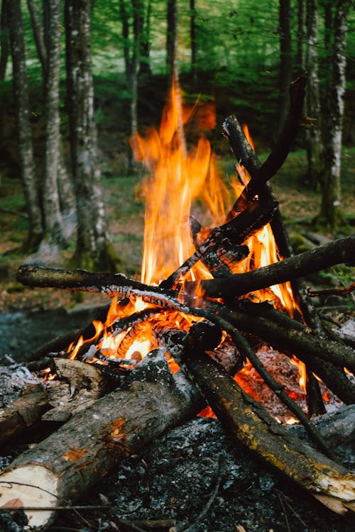 Bonfire in the Forest · Free Stock Photo