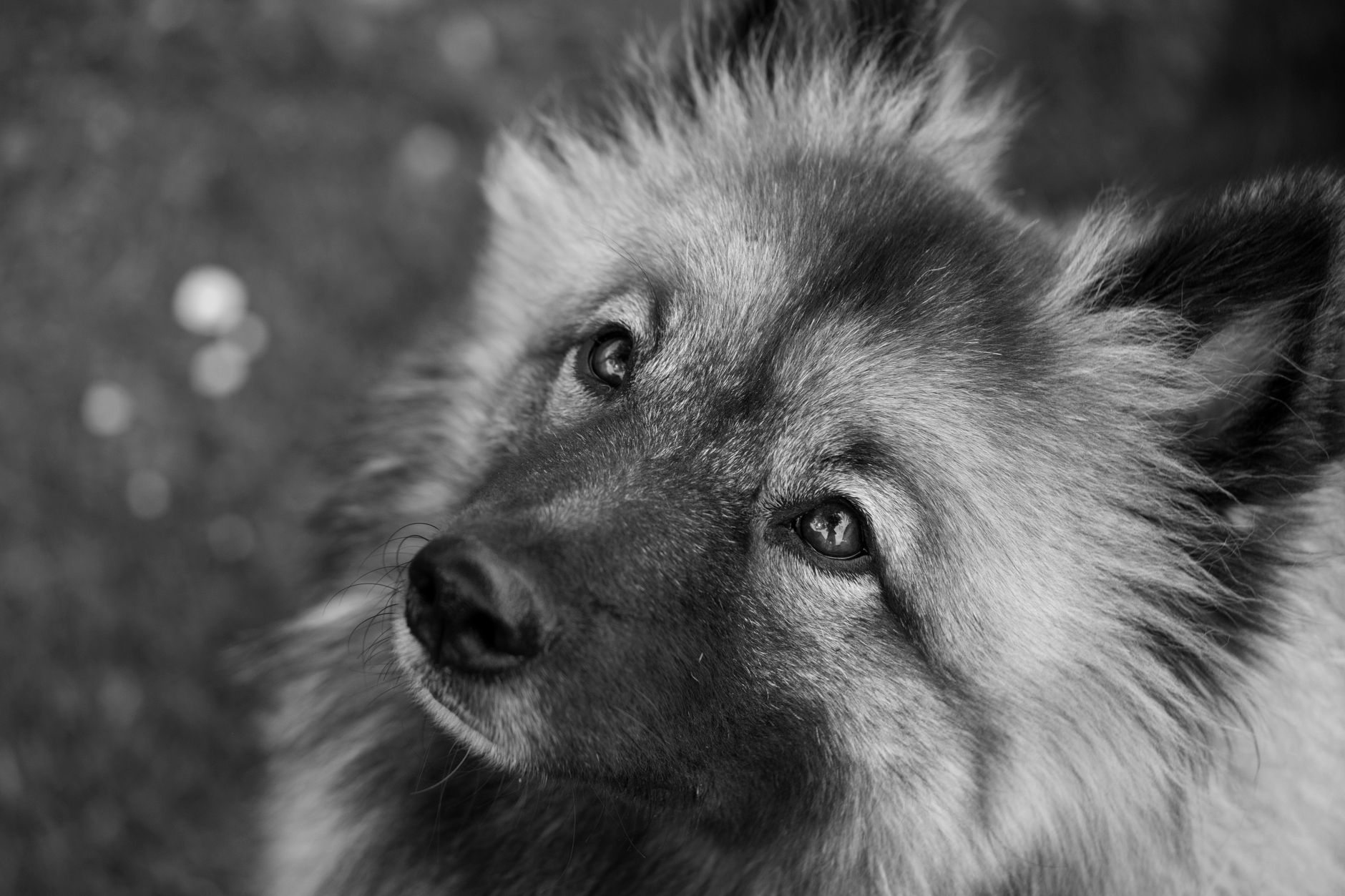Veterinary care for a dog