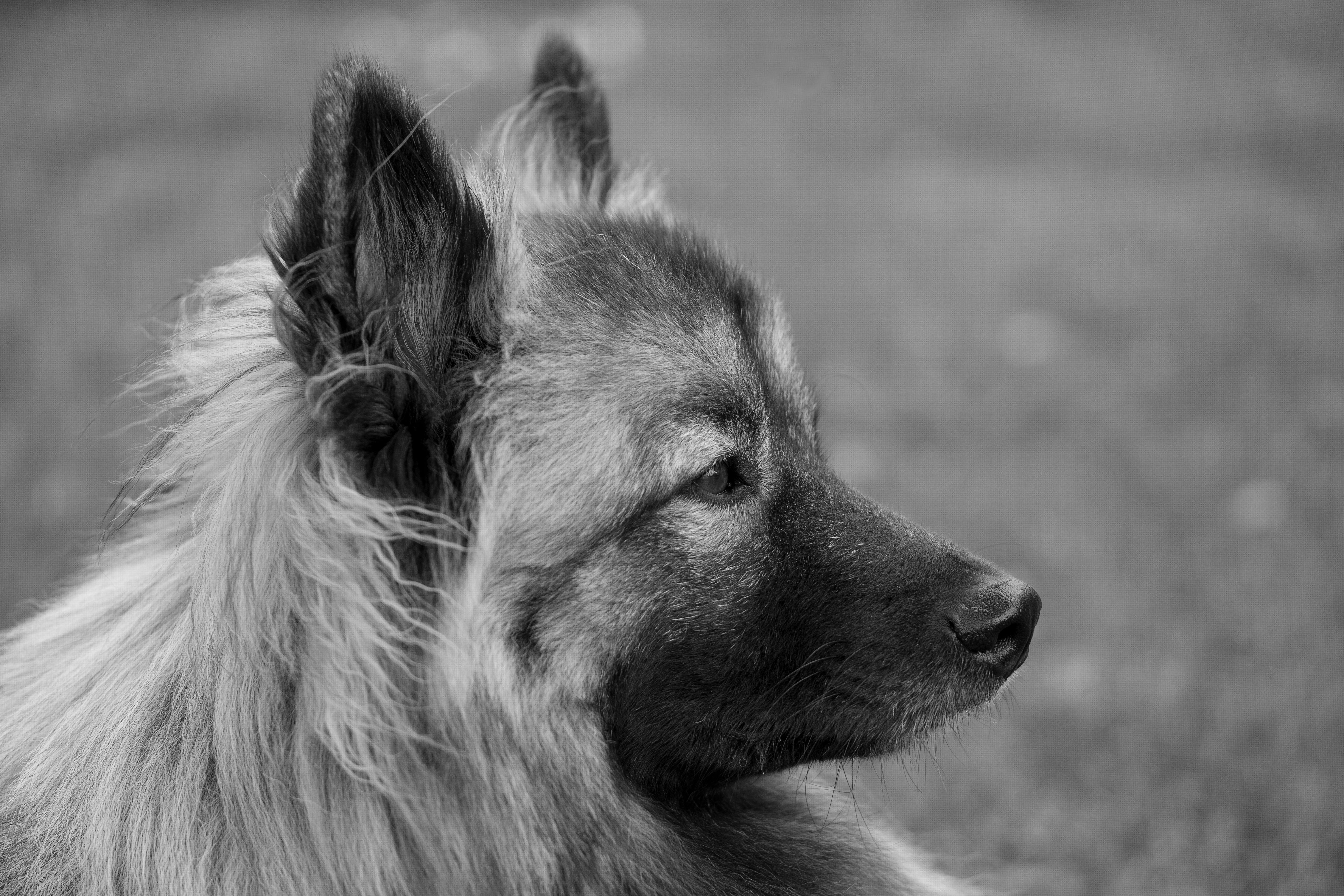 Veterinary care for a dog