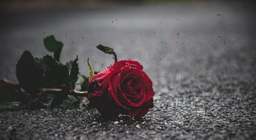 Foto profissional grátis de piros, piros virág, virag
