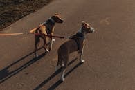 Purebred dogs with leashes standing on asphalt path