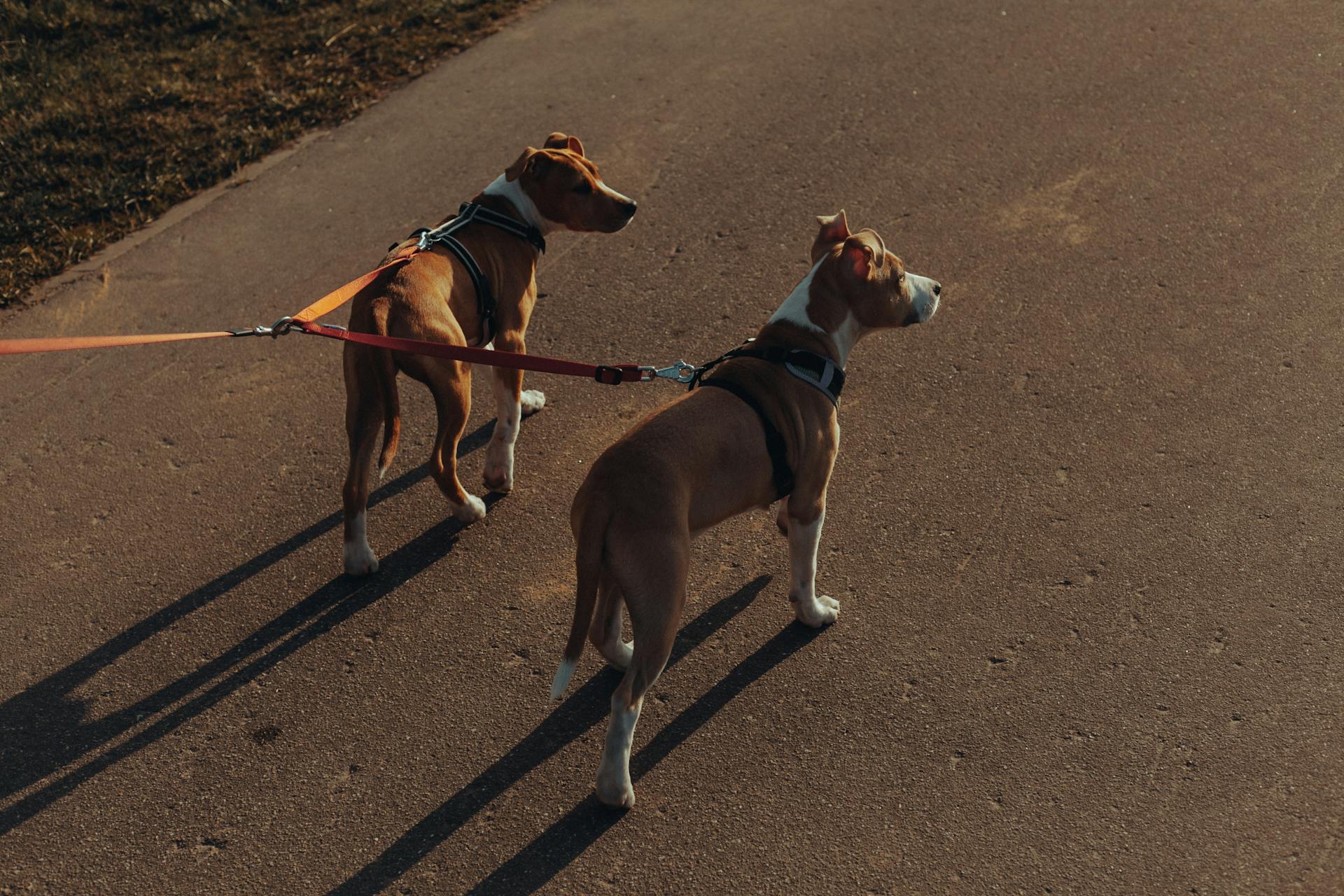 Des chiens de race pure en laisse sur un chemin asphalté