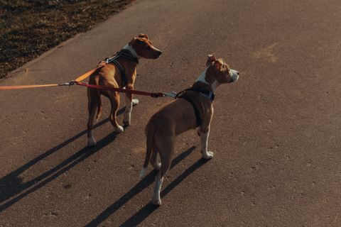 Hond bij de oppas: aansprakelijkheidsverzekering en schade 2026