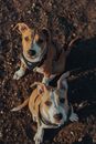 From above of obedient loyal purebred Plummer Terrier dogs in harness sitting on ground and looking at camera