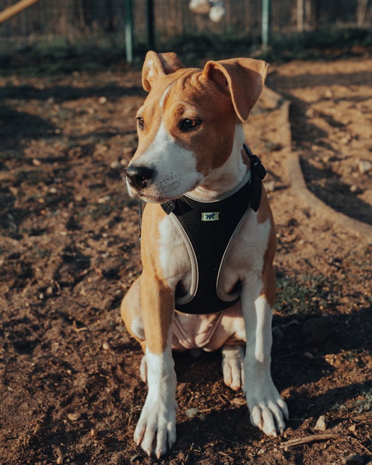Purebred Dog With Harness Sitting On Ground