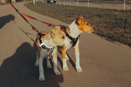 Free American pit bull terrier dogs on leashes standing on pavement during stroll in park Stock Photo