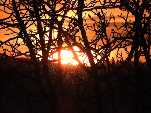 Kostnadsfri bild av äppelträd, solnedgång