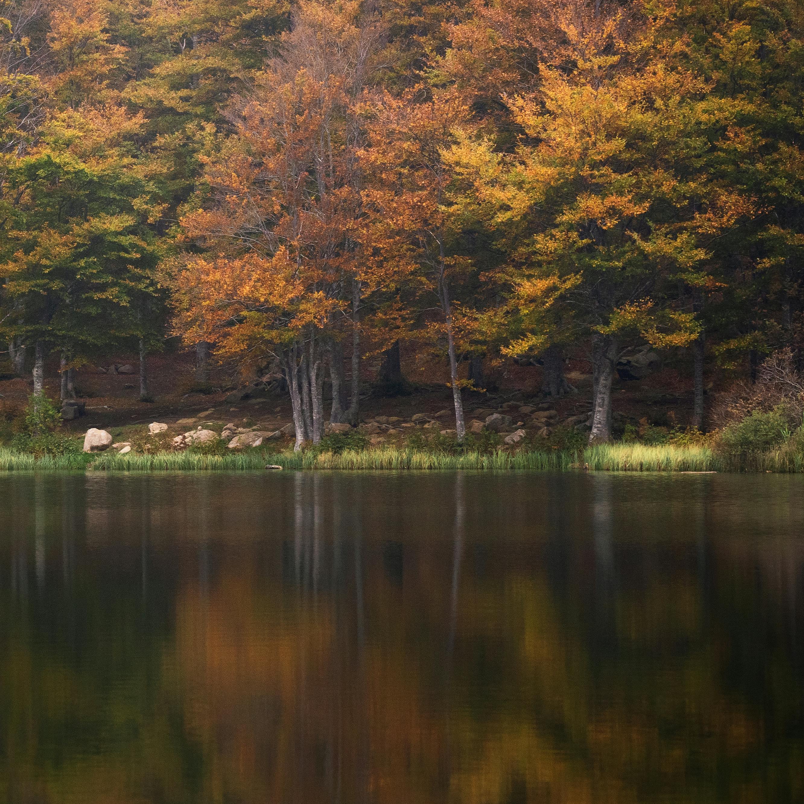 wood dawn landscape water