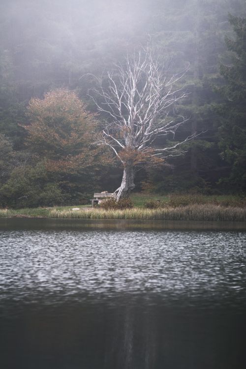 Free A serene view of Cerreto Laghi in mist with leafless trees and calm waters. Stock Photo