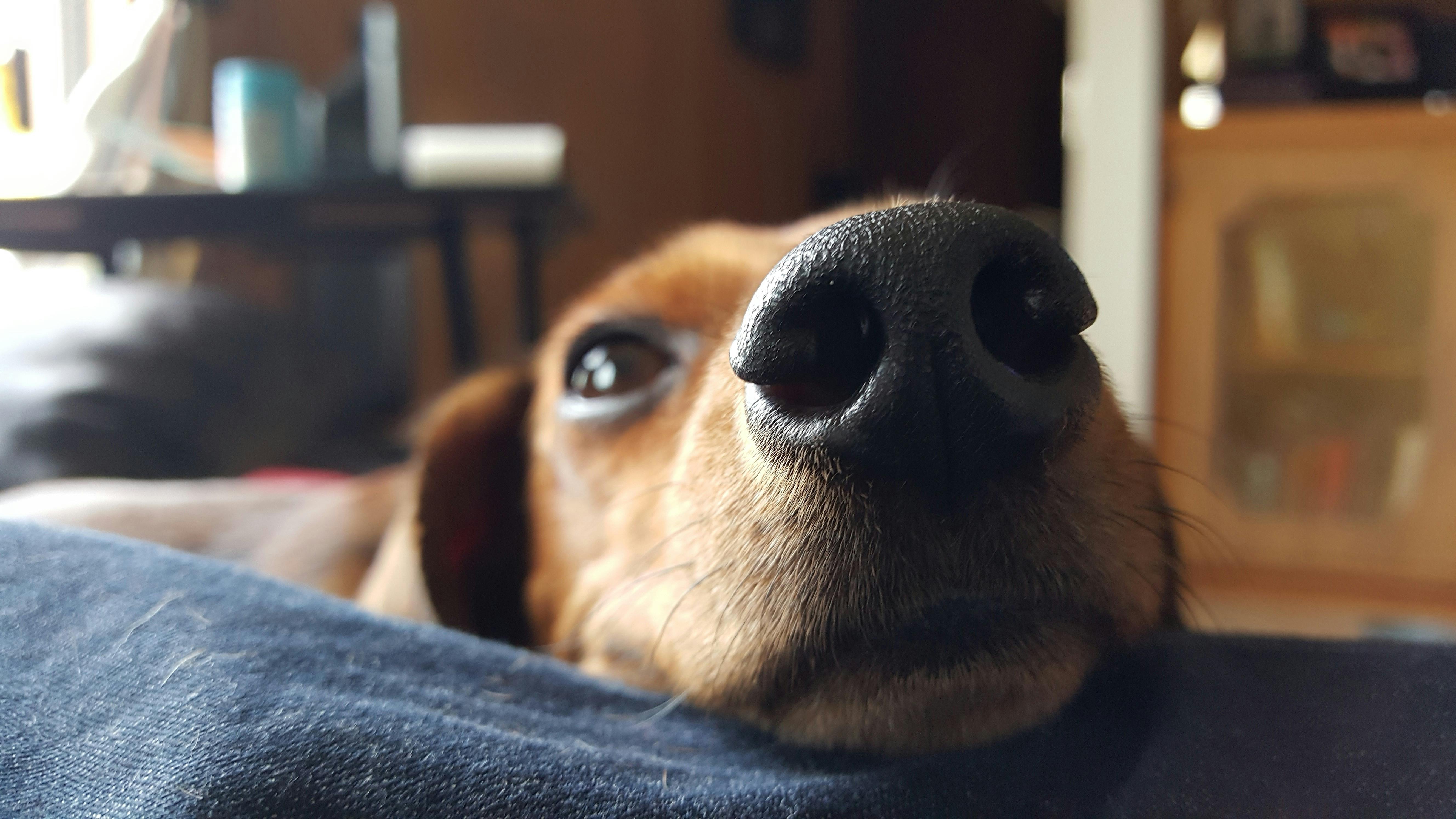 Free stock photo of dachshund, dog, nose