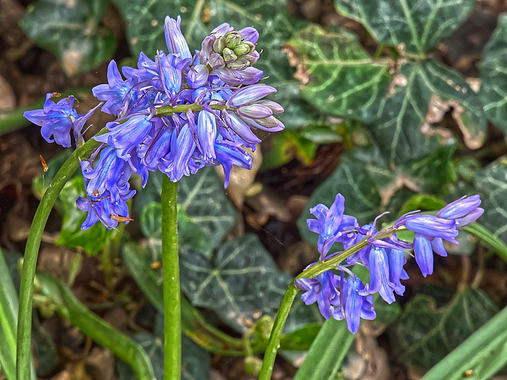 blüten, 透明質酸 的 免費圖庫相片