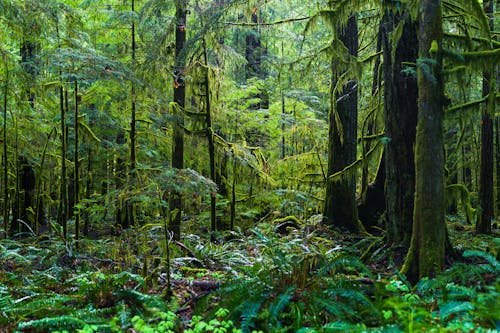 Foto d'estoc gratuïta de arbres verds, bosc, fotografia de natura